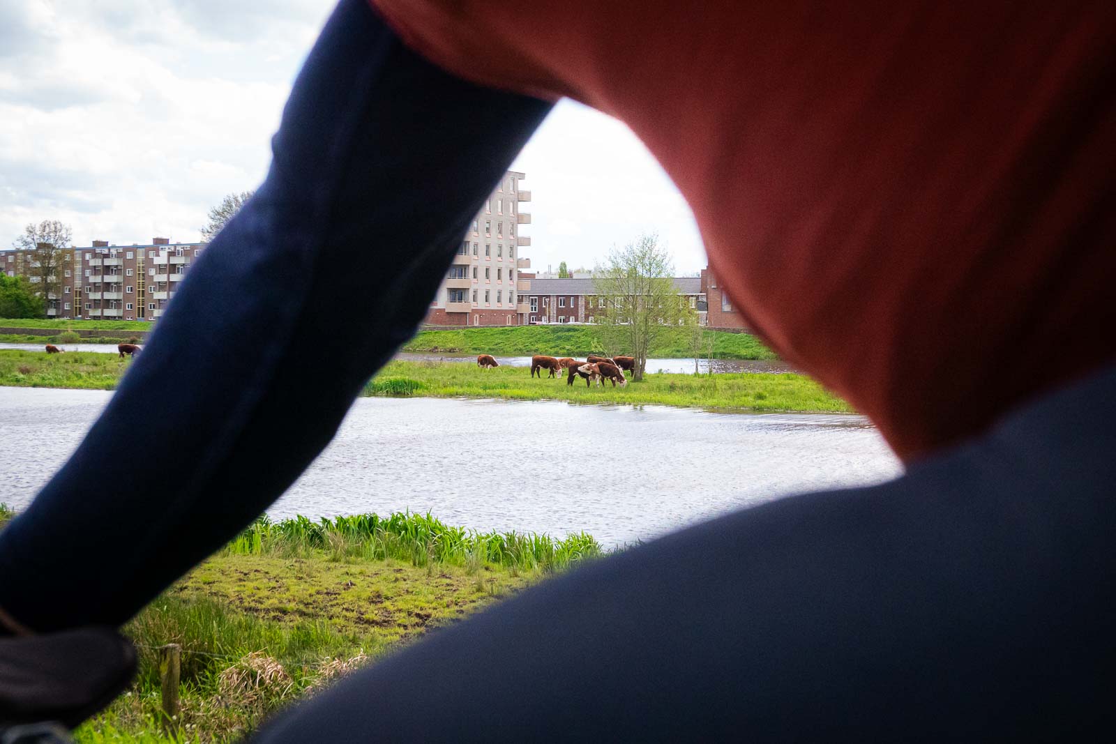 Attraverso un ciclista si vedono le mucche al pascolo su un'isola di fronte a un panorama urbano