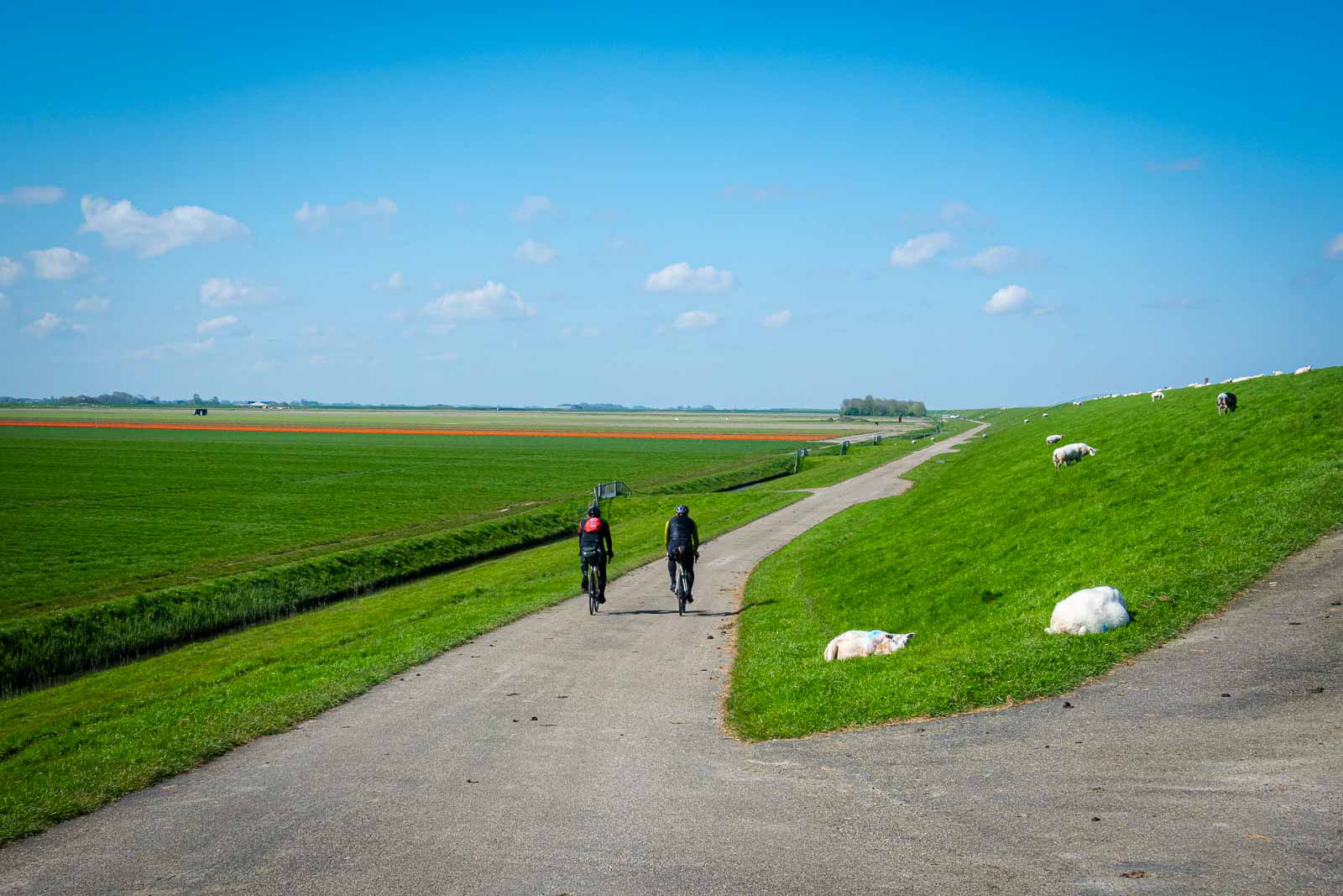 Due ciclisti di spalle che percorrono un argine con le pecore e partecipano alla gara di ultra-ciclismo Race around the Netherlands